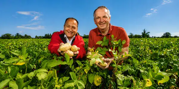 irish potato farm 600x300